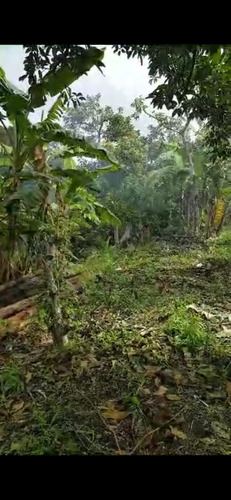 Se Vende Finca Sembrada De Aguacate En San Cristob, Cambita.