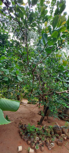 Chácara No Centro De Faria Lemos/mg Com 700m2, Com 2 Casas Uma Grande Em Alto Padrão E Uma Casa Menor, Com Piscina E Área Goumet E Pomar Com Muitas Frutas, Pronta Para Morar
