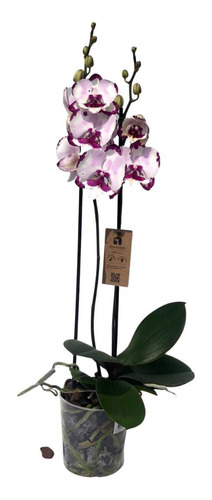 Orquidea Phalaenopsis King Car Dalmatian Cor Deslumbrante