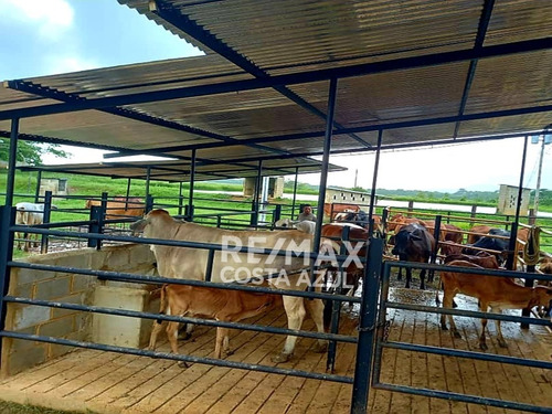 Imagen 8 de 15 de En Venta Finca De 45 Hectáreas De Terreno Plano, A Orilla De Carretera En El Alto, Yaracal.