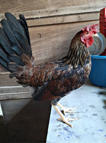 Gallos Finos Piqueros S/500sol