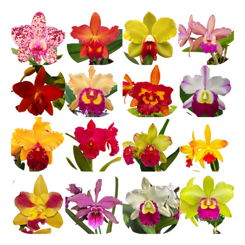 12 Mudas Orquidea Cattleya Pronta Entrega