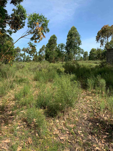 Chacra En El Pinar 10 Hectáreas, Venta