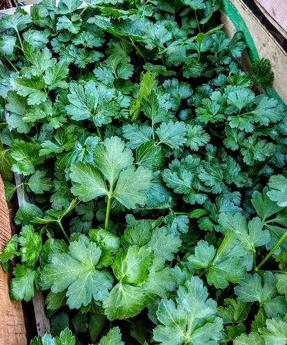 Promo Cajon 15 Plantas De Frutillas - Huerta - Maceta 12