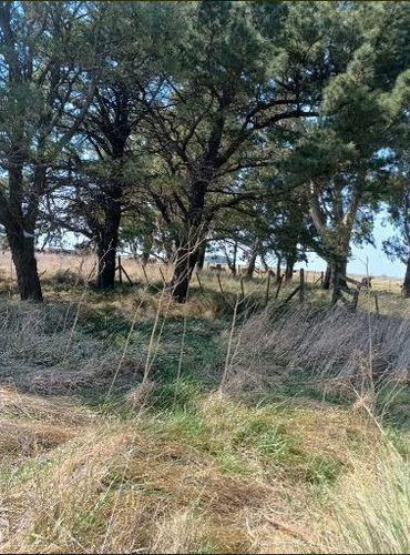 Venta De Importante Campo Ganadero Entre Baker Y Benito Juárez, Buenos Aires.