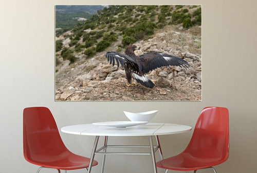 Vinilo Decorativo 40x60cm Aguila Pajaro Ave Freedom Eagle 