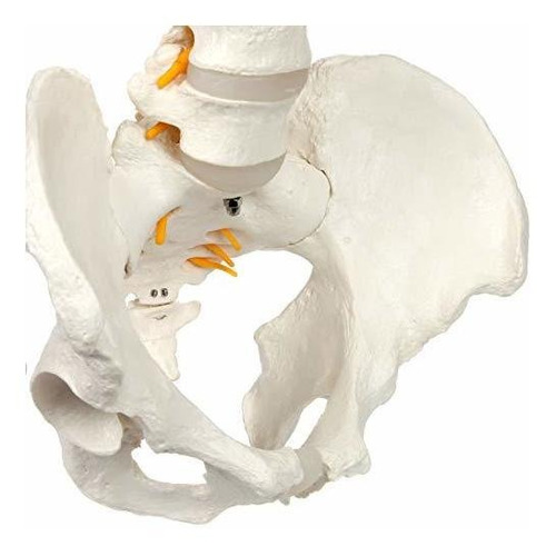Axis Scientific - Columna Vertebral Flexible De Tamaño Natu
