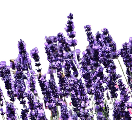 30 Sementes De Alfazema Lavanda Francesa Flor Lavandula