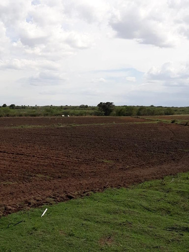 Vendo Finca En Guayubin Monte Cristi Para La Siembra De Vegetales 1,000 Tareas Con Sistema De Goteo, Sistema De Bombeo, Sistema De Riego Y Laguna Artificial De 5 Millones De Galones