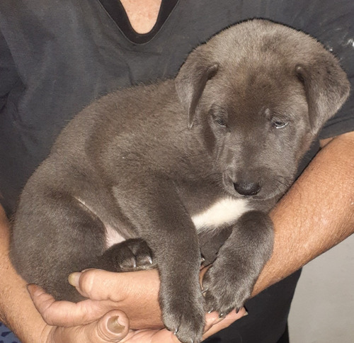 Imagem 3 de 5 de Mastim Napolitano Macho Azul Último