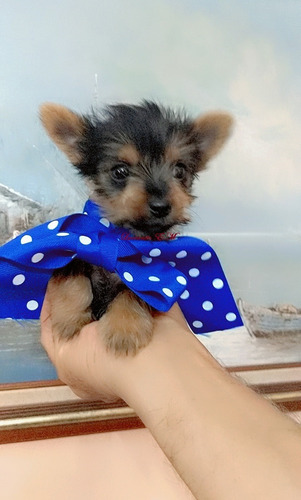 Perrito Yorky Bello Y Enanito Yorkshire Terrier 550 Minitoy