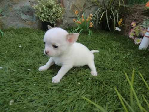 Cachorro Chihuahua Blanco Cabeza De Manzana 009