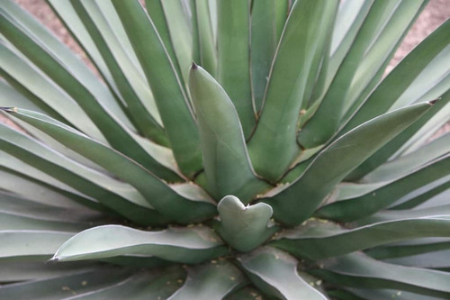 Agave Spp 30cm Alto - 3 Unidades