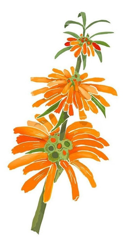 Sementes Cordão De Frade Leonotis Nepetifolia Flor P/ Mudas