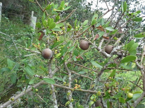 Quixaba, Erva Seca Para Chá