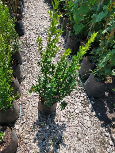 Imagen 5 de 6 de Planta De Mirto Myrtus Communis