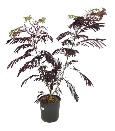 Arbol De Constantinopla Albizzia Julibrissin Summer Chocolat