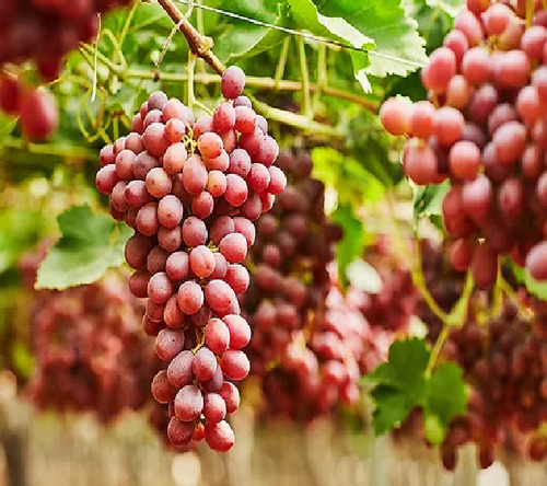 Uva Red Globe Gigante, Más Semillas