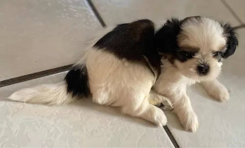 Filhote De Shihtzu