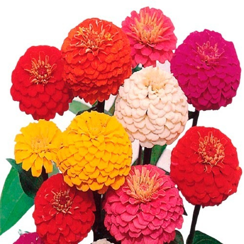 Sementes Zinnia | MercadoLivre 📦