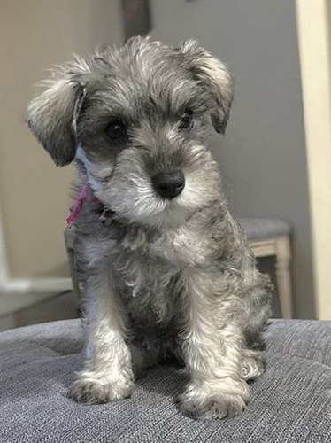 Cachorro Schnauzer Mini 02