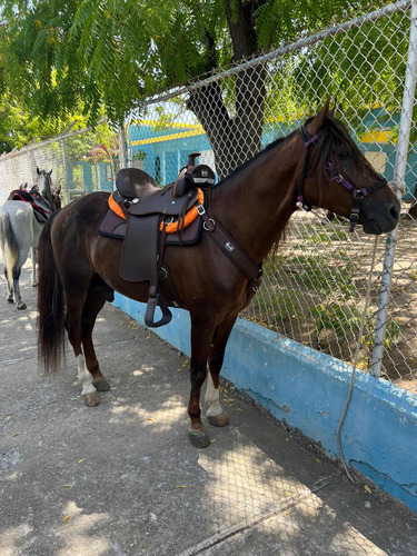 Caballo De Paso Higueyano