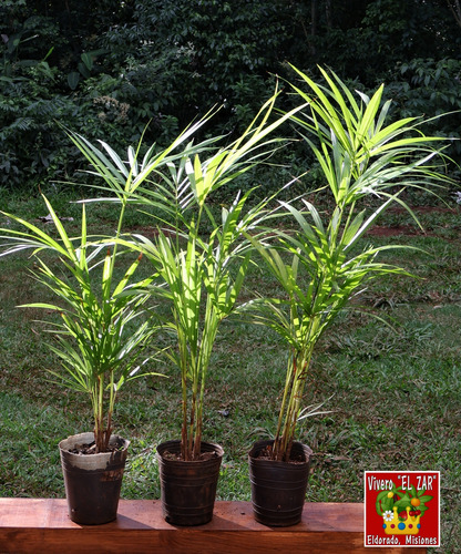 Planta Palmito (euterpe Edulis) Desde 50 Cm, 2 Años De Edad