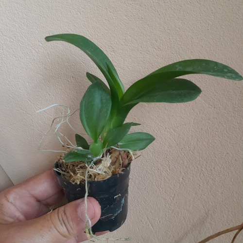 Ionopsis Popcorn Orquídea Pipoca Mini Orquídea Linda