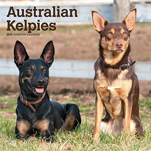 Kelpies Australianos 2019 12 X 12 Pulgadas Calendario De Par