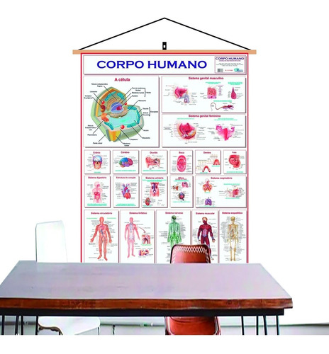 Mapa Corpo Humano Banner - Laminado Pendurar 