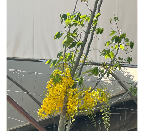 Árbol Lluvia De Oro De 4 Y 5 M Hermosos!! De Tronco Grueso