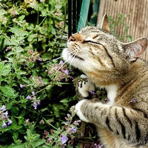 300 Semillas Planta De Nepeta Cataria, Catnip + Regalo