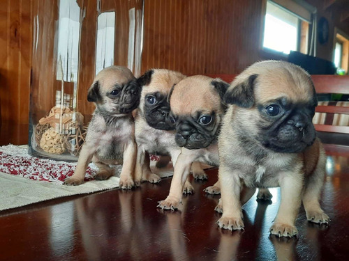 Cachorros Pug