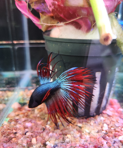 Pez Betta Crowntail Importado Rojo