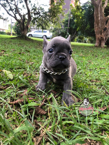 Imagen 5 de 5 de Cachorra Bulldog Frances Blue Rionegro Medellín Bogotá
