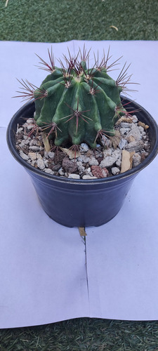 Ferocactus Pilosus