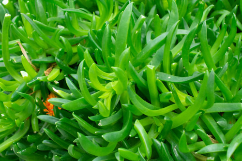 Planta Doca Carpobrotus Chilensis Pack X10 Gratis A R.m