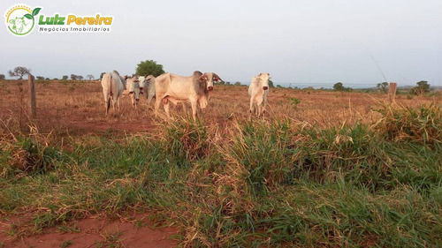 Imagem 4 de 14 de Fazenda Á Venda Em Rio Verde - Ms - 4.200 Hectares (dupla Aptidão) - 2167