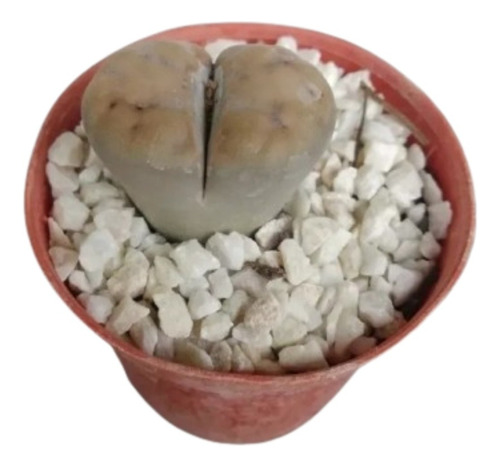 Lithops De Colección - Cactus Piedra 