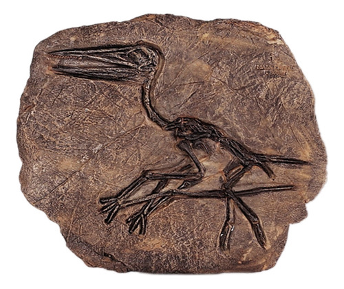 Dinosaurio Tyrannosaurus Rex, Jurásico, Cretácico, 130 Millo