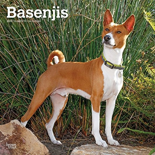 Basenjis 2019 12 X 12 Pulgadas Mensual Calendario De Pared C