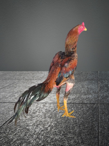 Galo Índio Puro 1o Linha ( 12 Ovos Galados) Frete Grátis