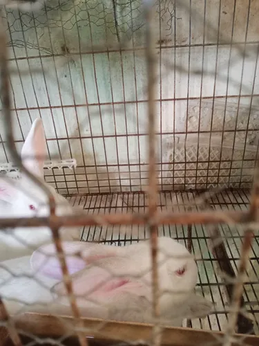 Conejos Mascotas O Para Cria