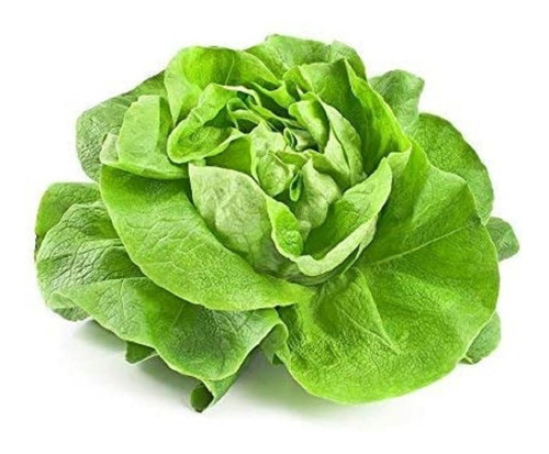 2000 Semillas Lechuga Reina De Mayo *tierra/hidroponia