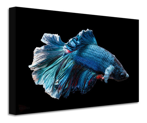 Cuadro Pescado Betta Canvas Grueso Cpb1 60x40