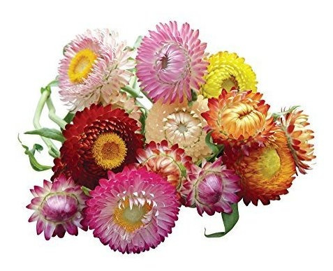 Burpee Tall Mixed Colors Semillas De Strawflower 750