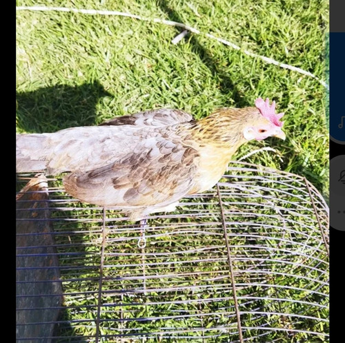 Gallinita Kikiriki Lea Descripción (Usado)