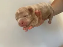 Comprar American Bully Con Pedigree