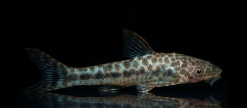 Peces Otocinclus Come Algas
