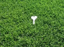 Comprar 1 Kilo De Semillas De Pasto Poa Trvilias Campos Golf Y Otros